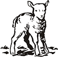 agneau