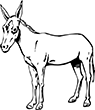 ane