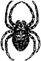 araignee