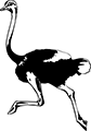 autruche