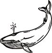 baleine