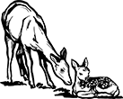 biche-et-faon