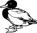 canard-1