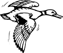 canard-2