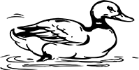 canard-4