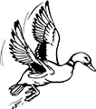 canard-5
