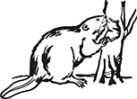 castor