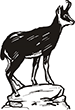 chamois