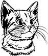chat-3