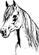 cheval-10