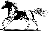 cheval-11