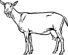 chevre