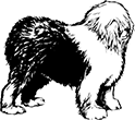 chien-16