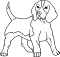chien-beagle
