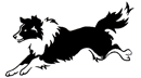 chien-border-collie