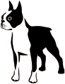 chien-boston-terrier-3