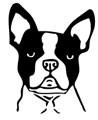 chien-boston-terrier-4