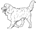 chien-bouvier-bernois