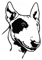 chien-bull-terrier