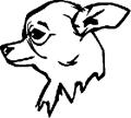 chien-chihuahua-2