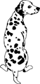 chien-dalmatien