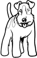 chien-fox-terrier