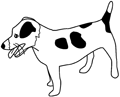 chien-jack-russel
