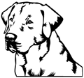 chien-labrador