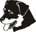 chien-rottweiler