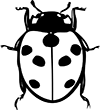 coccinelle-2