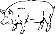 cochon-4