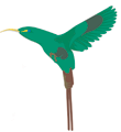 colibri
