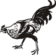 coq-1