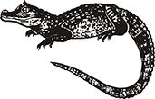 crocodile-1