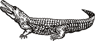 crocodile-2