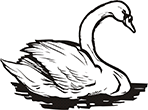 cygne