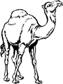 dromadaire