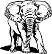 elephant-05
