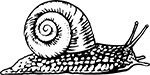 escargot-02