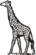 girafe