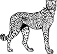 guepard