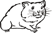 hamster