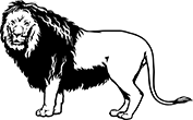 lion-02