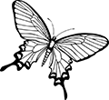 papillon-02