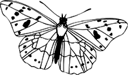 papillon-03