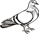 pigeon