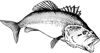 poisson-01