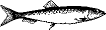 poisson-04