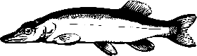 poisson-08