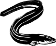 poisson-09